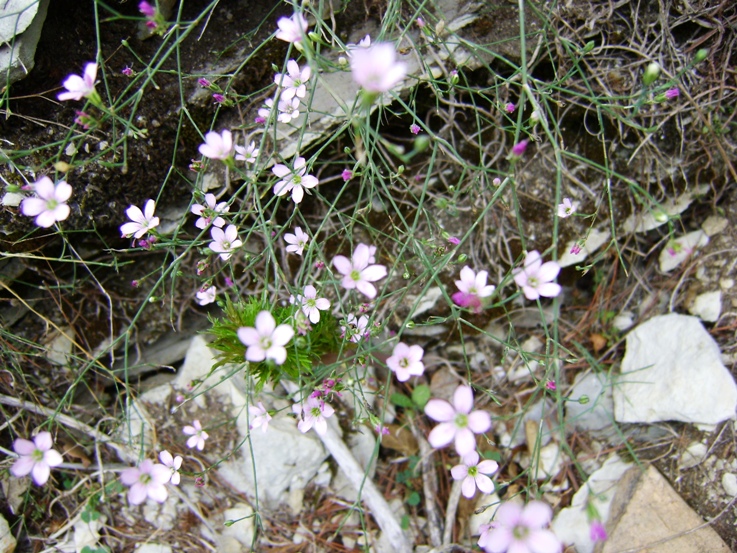 Petrorhagia saxifraga sl.